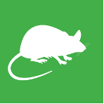 White vector graphic of rodent on a green background. 